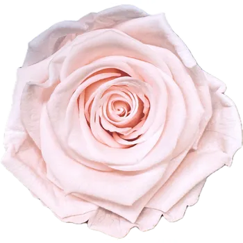 umělá květina Stabilizovaná růže KIARA XL světle růžová/baby pink (hlava)