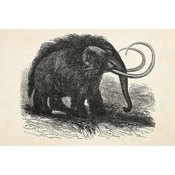 Plakát Plakát, Obraz - Engraving of extinct woolly mammoth from 1872, Grafissimo