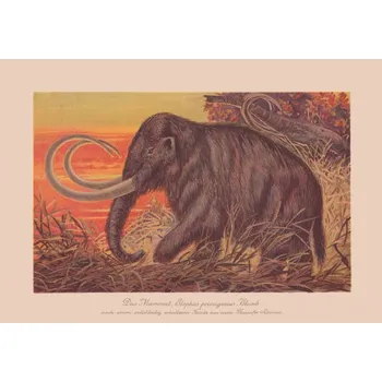 Plakát Plakát, Obraz - Woolly mammoth , chromolithograph, published in, ZU_09