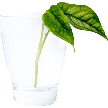 Gardners Monstera Siltepecana - řízek k zakořenění Monstera