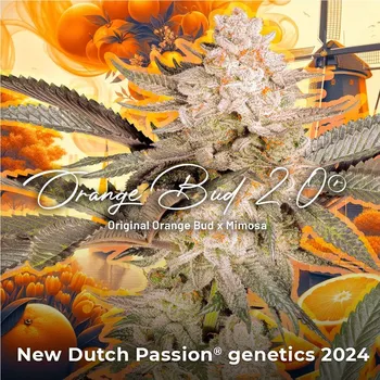 Semeno Dutch Passion Orange Bud 2.0 Počet ks Feminizované: 3