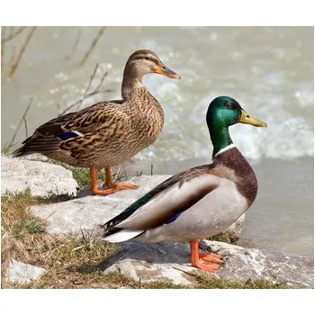 tréninková pomůcka pro psa Kachna divoká - březňačka