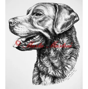 Samolepka chesepeake bay retriever - archiv c161 - Malá - přibližně jako pohlednice