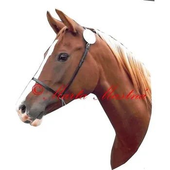 Samolepka shagya arab Laguna, kůň, koně - archiv