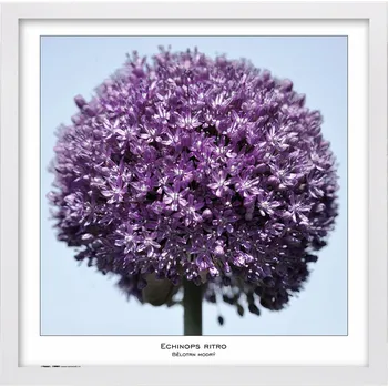 Rám na obraz Tradag Rámeček Natura bílý 50x50