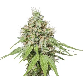 Semeno Skunk Seeds AK47 Balení: 1ks