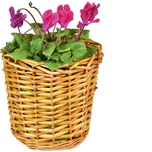 Vingo Sada 4 obalů přírodních