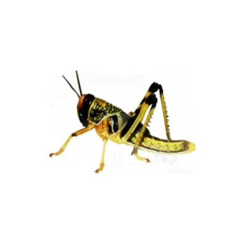 Teraristika Saranče 10ks