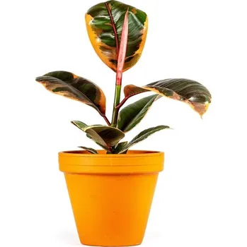 Gardners Ficus elastica Belize, průměr 12 cm Fíkovník pryžodárný, Fíkovník, Gumovník