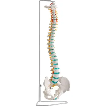 anatomický model Ohebná páteř se stativem