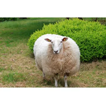 Chov hospodářského zvířete Afeedmix Kozy/Ovce 25kg