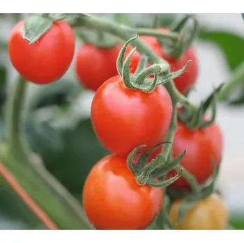 Semeno Rajče tyčkové Mountain Magic F1 (koktejlové, odolné plísni)