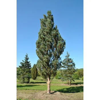 Sazenice Pinus sylvestris 'Fastigiata' 30 - 40 cm