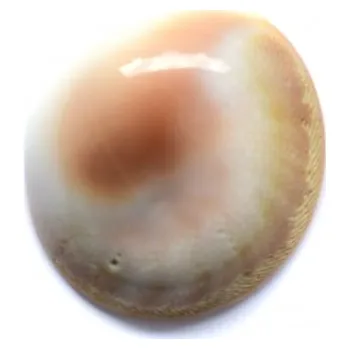 Dětské navlékací korálky Sea Shell 2 KABOŠON MM 104-1