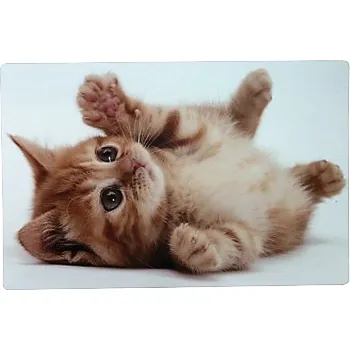 prostírání Prostírání Kotě Zrzek 43*28 cm (prostírání s kočkou, kočka)