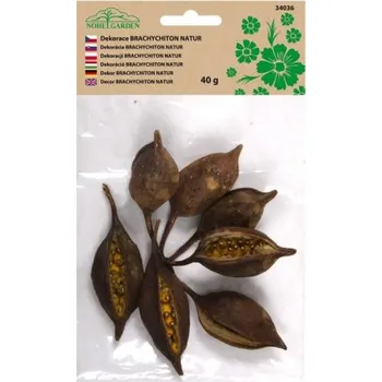NG 34036 Dekorace sušiny BRACHICITON NAT přírodní 40g 65x120x205