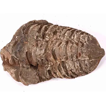 Magieprirody.cz Fosilie Trilobit Calymene Flexicalymene 75 mm #178