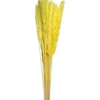 Sušená tráva Pampas yellow, 6 ks, 65 - 75 cm, žlutá