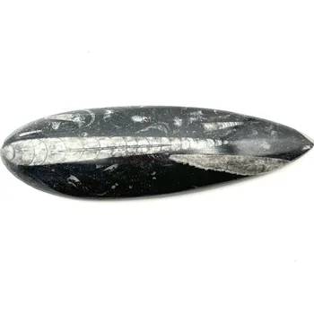 Přírodní kámen Magieprirody.cz Fosilie Orthoceras 150 mm (Maroko) #K736