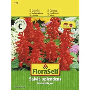 Semeno Šalvěj zářivá Johannisfeuer FloraSelf