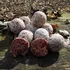 Boilies Mastodont Baits Boilie 24 mm/300 g Berry Boom