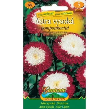 Pěstitelství Astra vysoká pomponkovitá, červeno-bílá