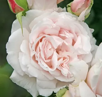 Sazenice Kordes Roses Parfuma Constanze Mozart růže