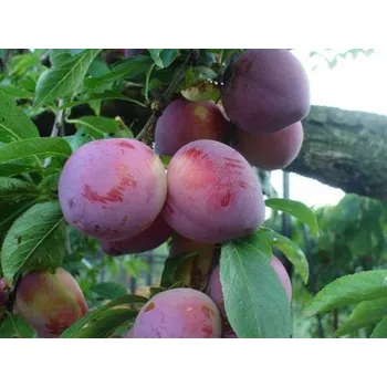 Sazenice Slivoň 'Althanova renklóda' C15L-čtvrtkmen, ryngle zel.