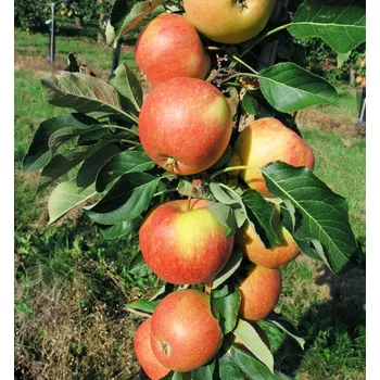 Sazenice Jabloň 'Herald'®-sloupovitá