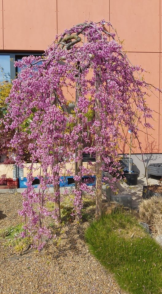 CERCIS CANADENSIS 'LAVENDER TWIST'® Kontejner 7,5 l, v. 125-150 cm