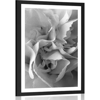 Plakát Dovido Plakát s paspartou lupínky karafiátu v černobílém provedení