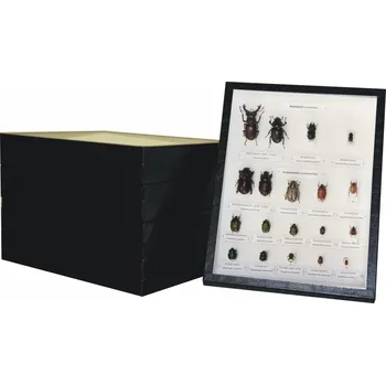 Sbírka brouků České republiky 30 x 23 cm 5 ks