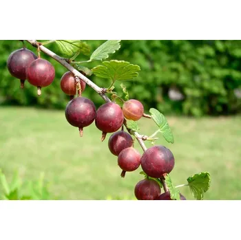 Sazenice Angrešt červený 'Captivator' Keřový - kontejner 2l, v. 50-60 cm