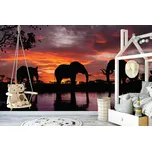 Malvis ® Tapeta Sloni Vel. (šířka x výška): 504 x 310 cm