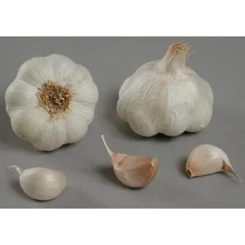 Sazenice Vilmorin Therador sadbový česnek bílý 4 ks