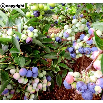 Sazenice Kanadská borůvka STŘEDNĚ POZDNÍ ´Denise Blue´ (Vaccinium corymbosum ´Denise Blue´)