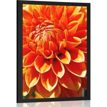 Plakát Dovido Plakát oranžová dália