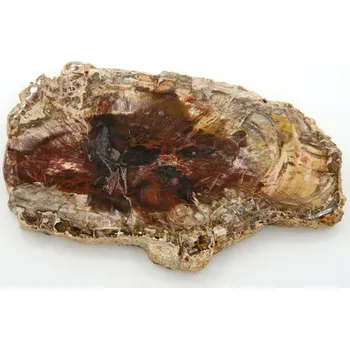 Sběratelství Zkamenělé dřevo 16 cm