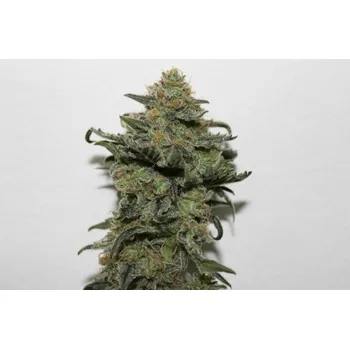 Semeno Ripper Seeds Old School feminized