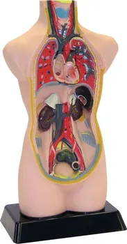 TickiT Větší anatomické rozkládací torzo těla