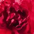 Dámský parfém Guerlain Mon Guerlain Bloom Of Rose W EDP