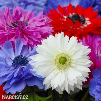 Cibulovina Sasanka plnokvětá - Anemone St. Brigid směs .: 10 ks