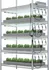 Osvětlení pro růst rostliny Gent Dimmer Rack Microgreens 4xLED 400W 110-277V 2,1μmol/J