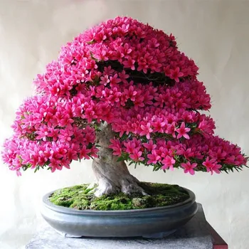 Semeno Bonsai japonská Sakura 10 semen