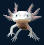 Malování podle čísel Axolotl mexický…