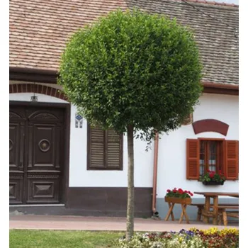 Sazenice Okrasná višeň ´GLOBOSA´ na kmínku 180 cm, kont. 20 l