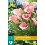 JUB Holland Kala Zantedeschia Manila 1…