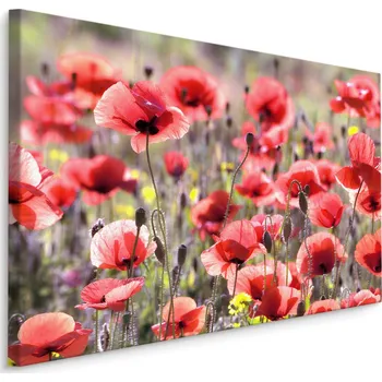 Obraz Plátno Vlčí Máky Na Slunci IV. Varianta: 30x20