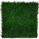 Demeko Trading Thuja japonica 50 x 50 cm