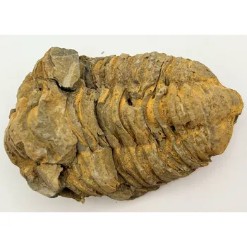 Magieprirody.cz Fosilie Trilobit Calymene Flexicalymene 85 mm #238